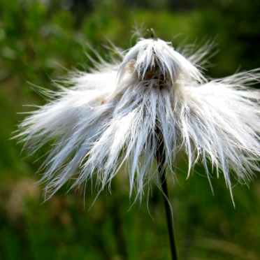 cottongrass