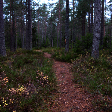 paths