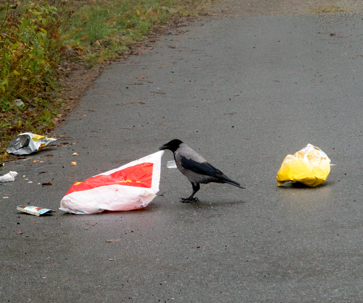 corvid know…