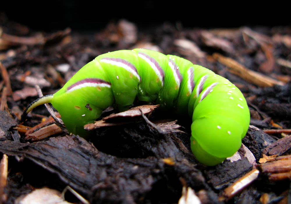 caterpillar