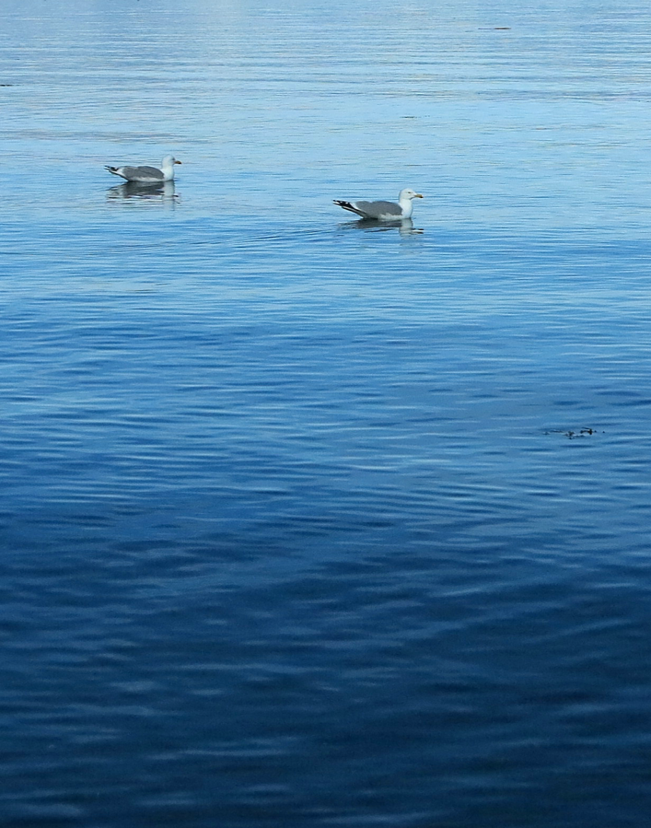 seagulls