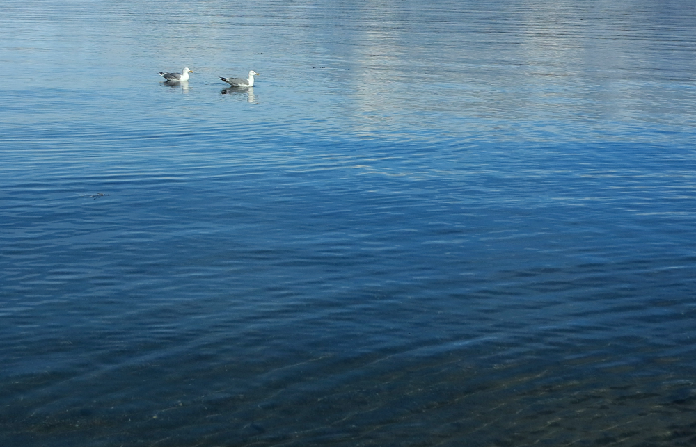 seagulls