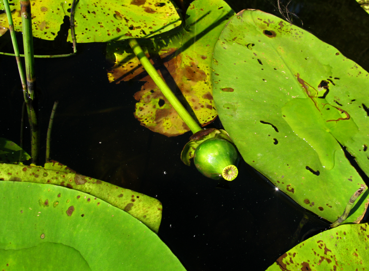 waterlilies