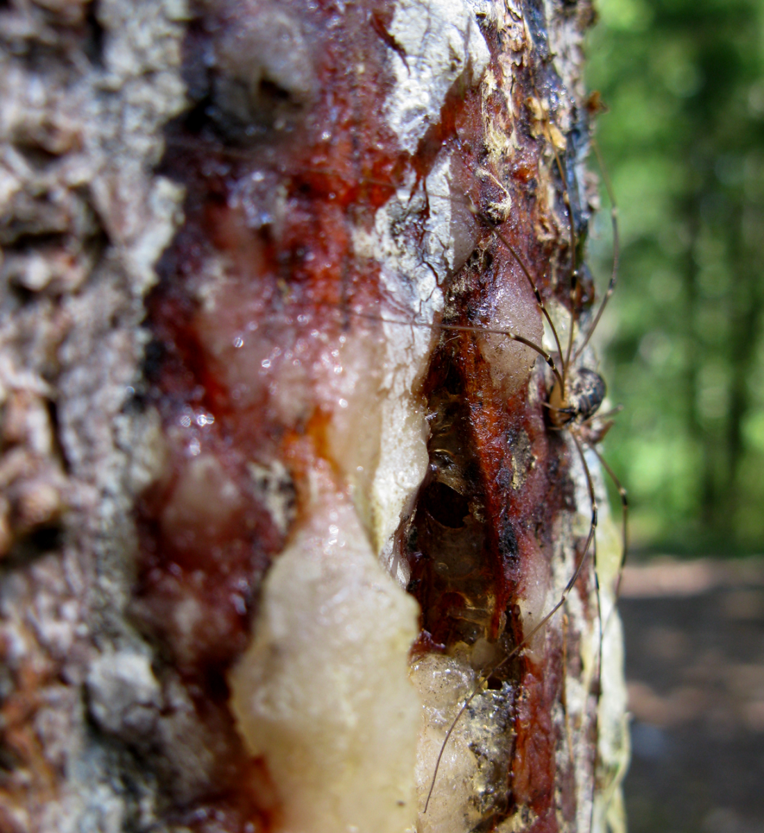 weaver and sap
