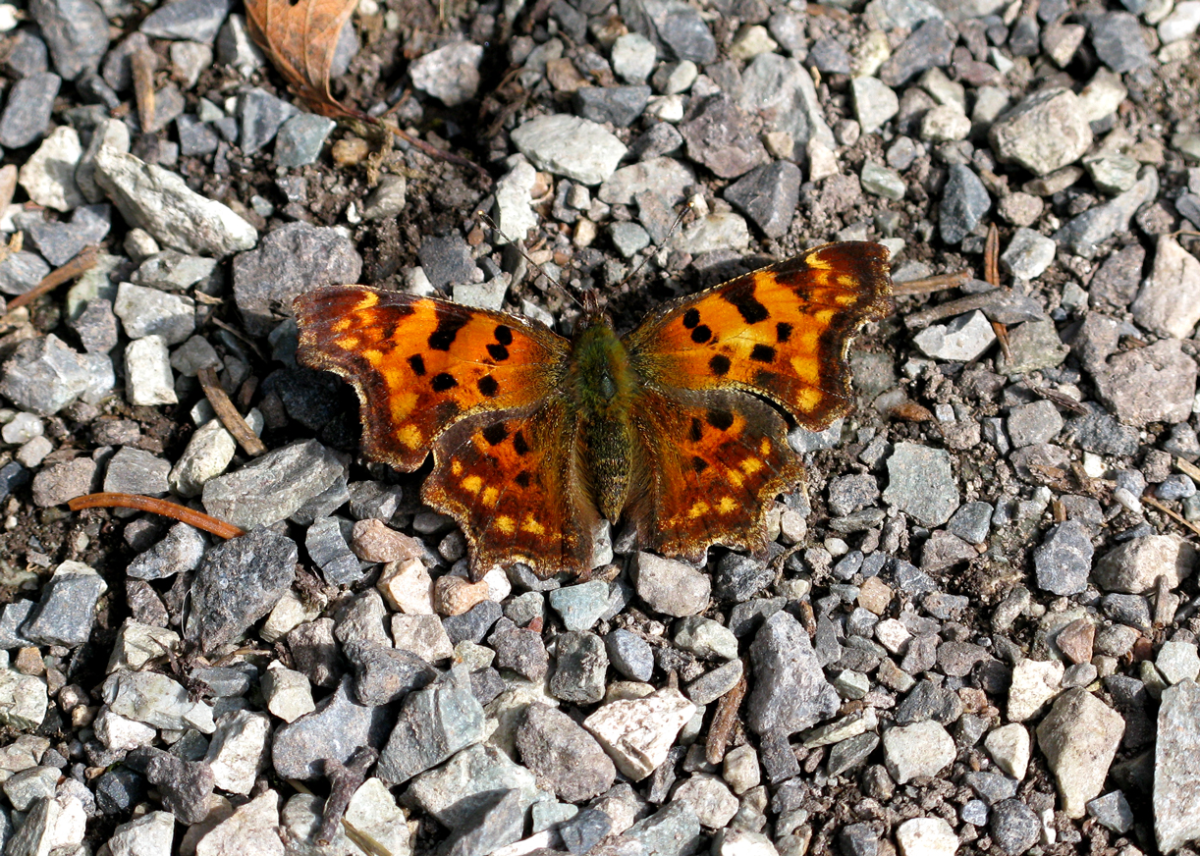 the comma butterfly
