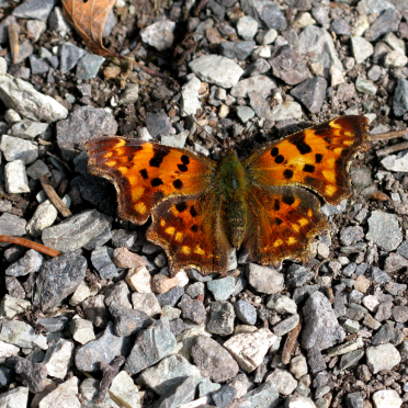 the comma butterfly