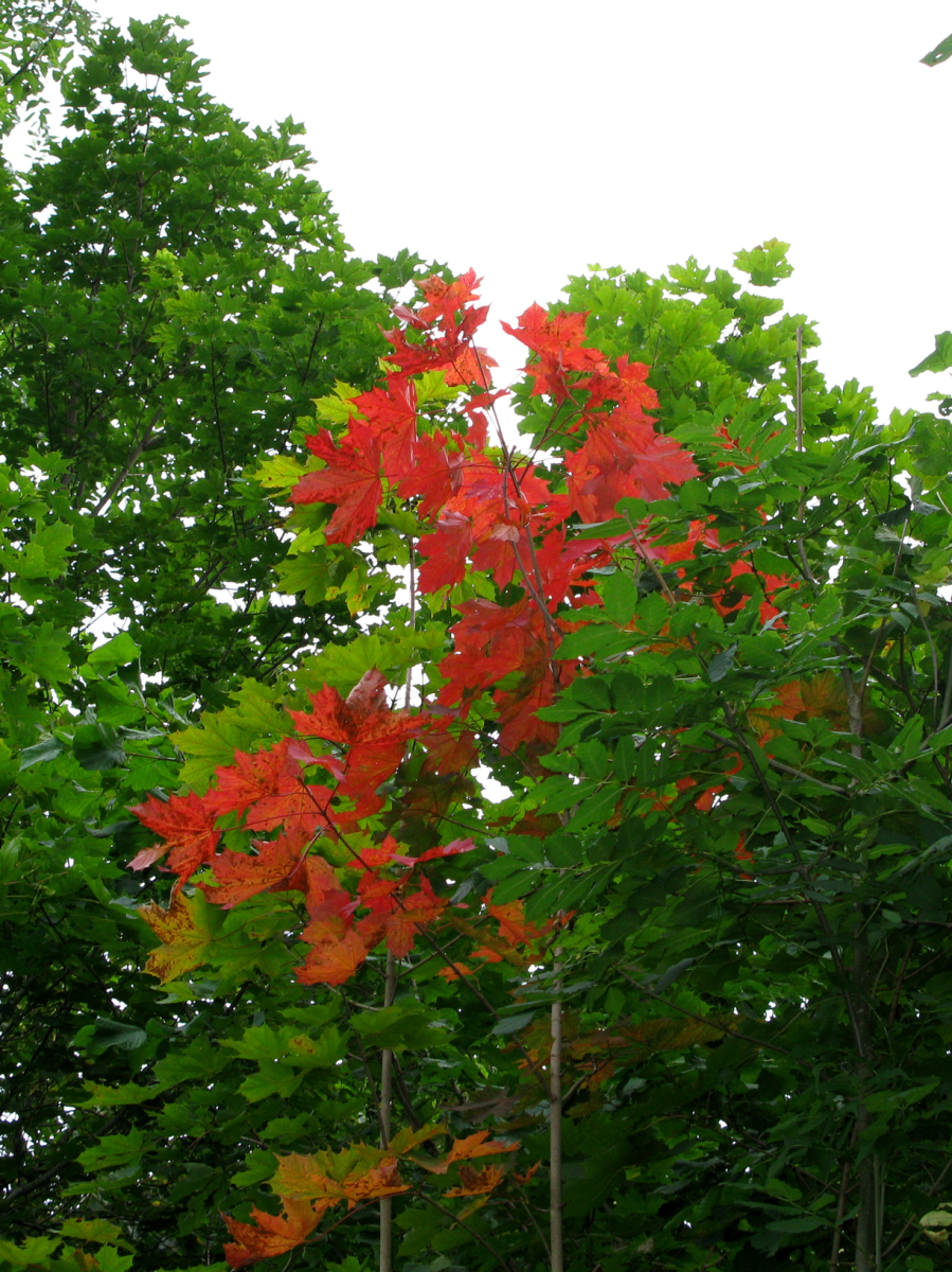 turning colours