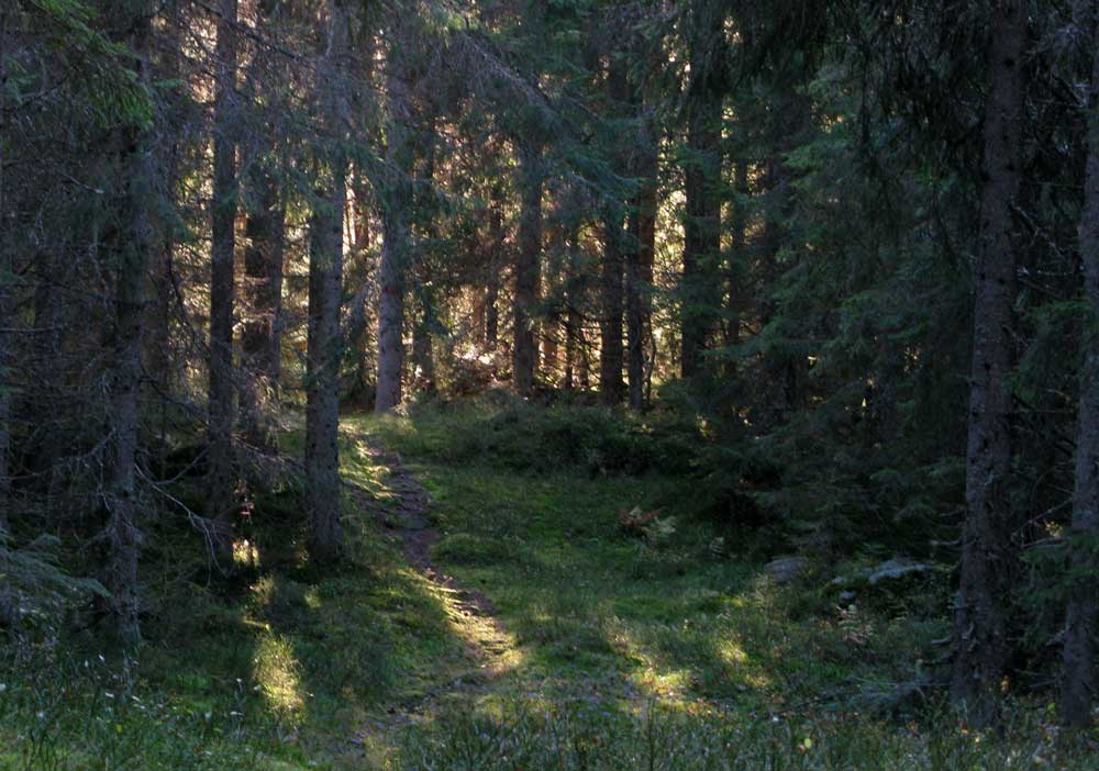 the woods