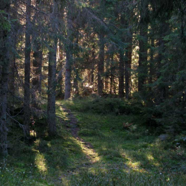 the woods
