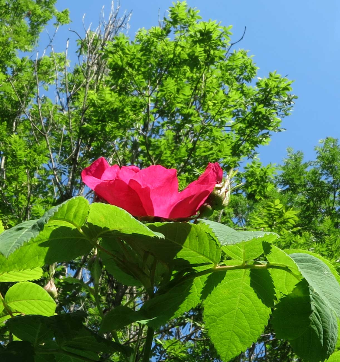 wild roses. or escaped?