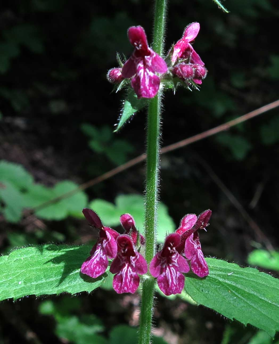 hedge woundwort