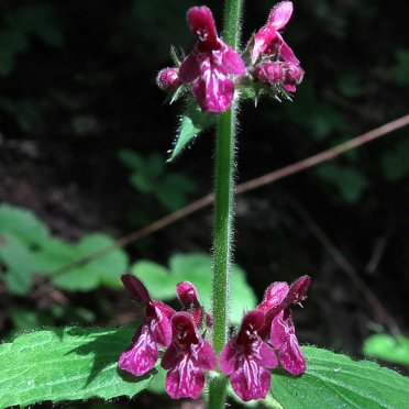 hedge woundwort
