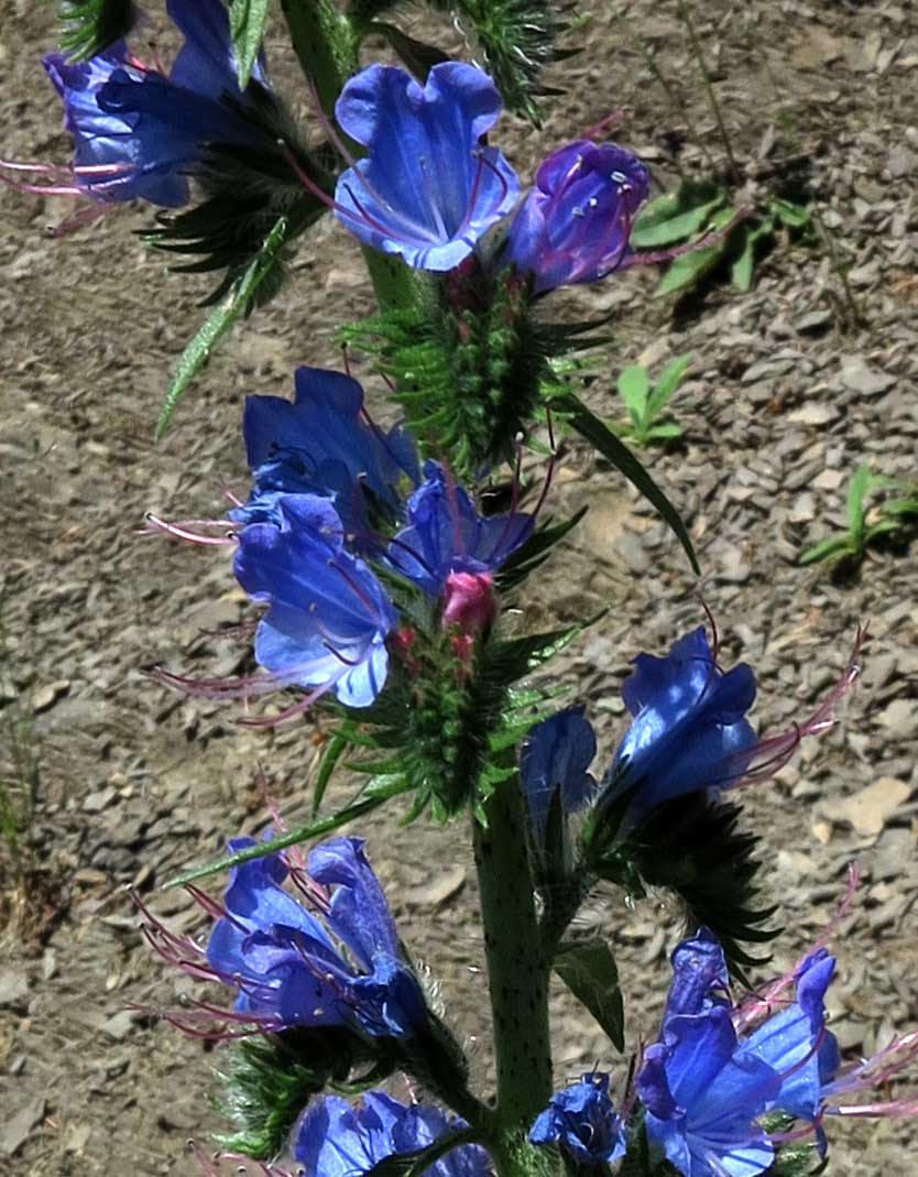 blueweed