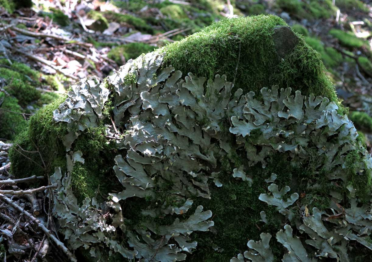 lichen and moss