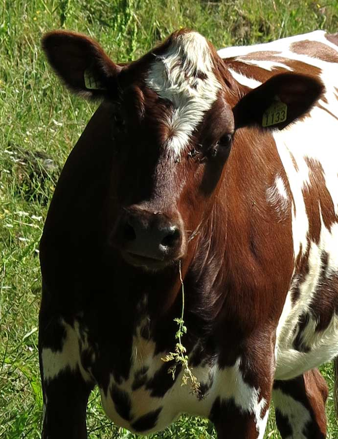 i haz straw!