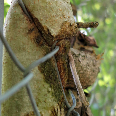 tree and fence
