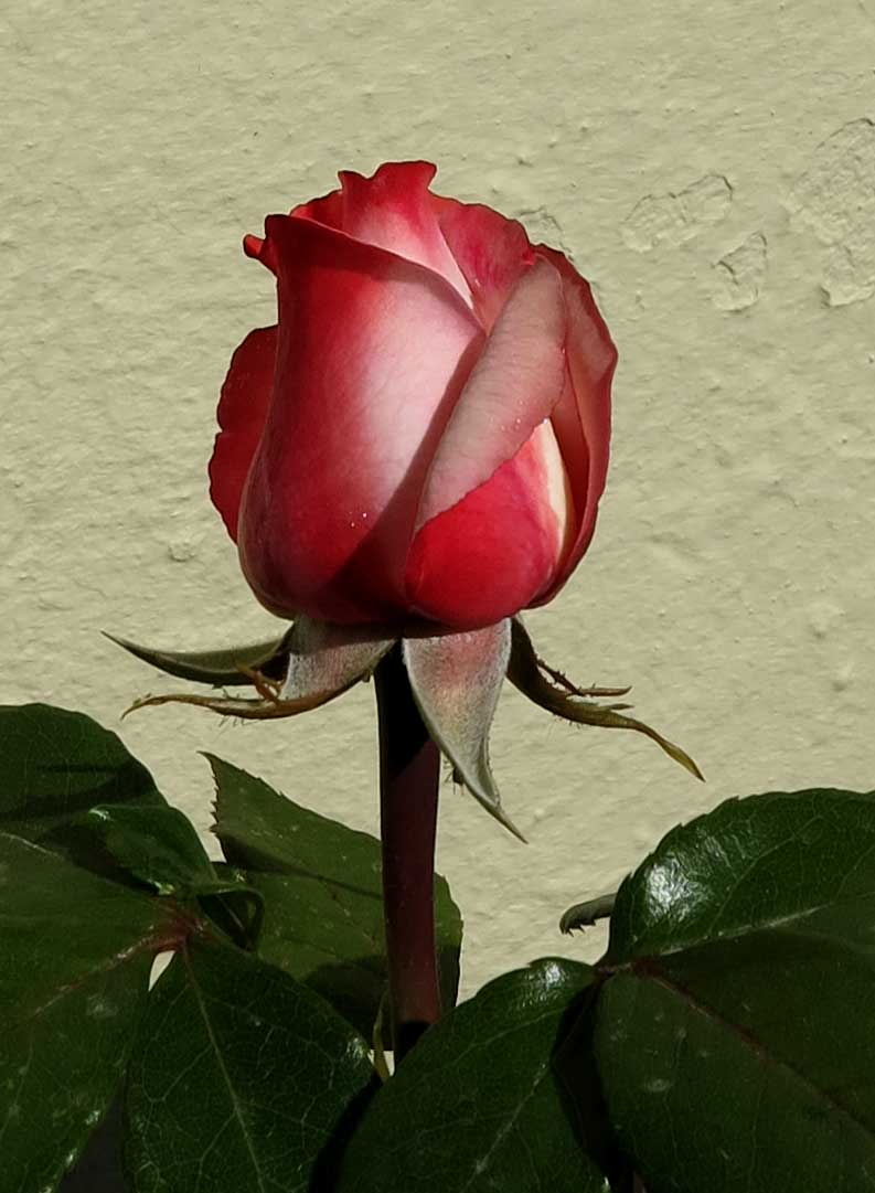 rose