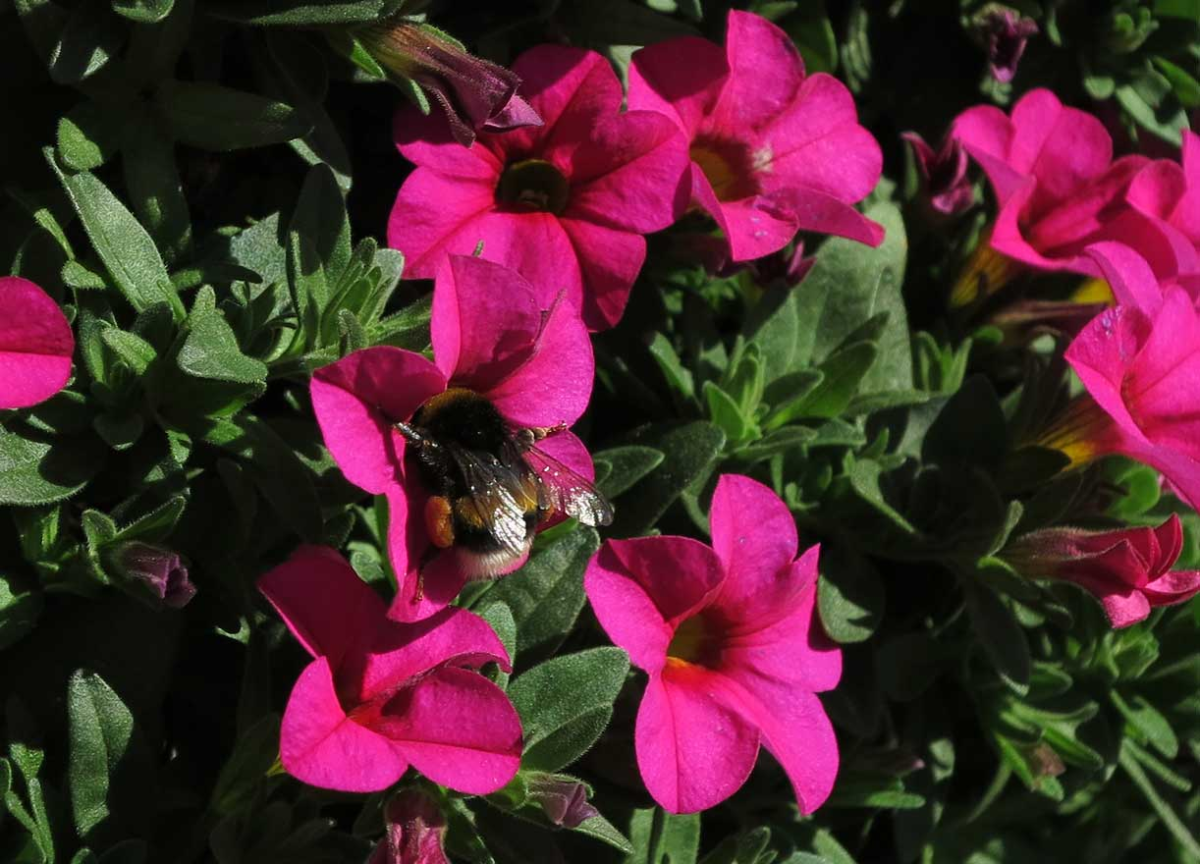 bumble bee