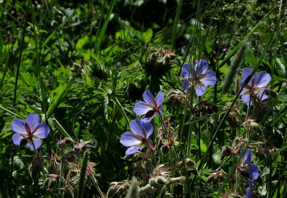 geranium