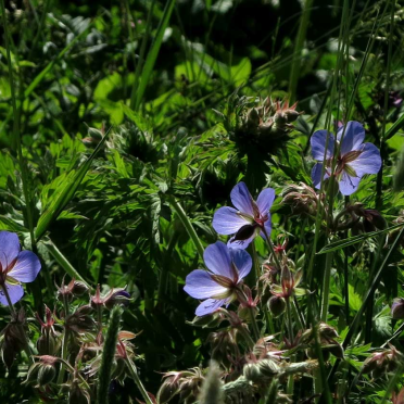geranium