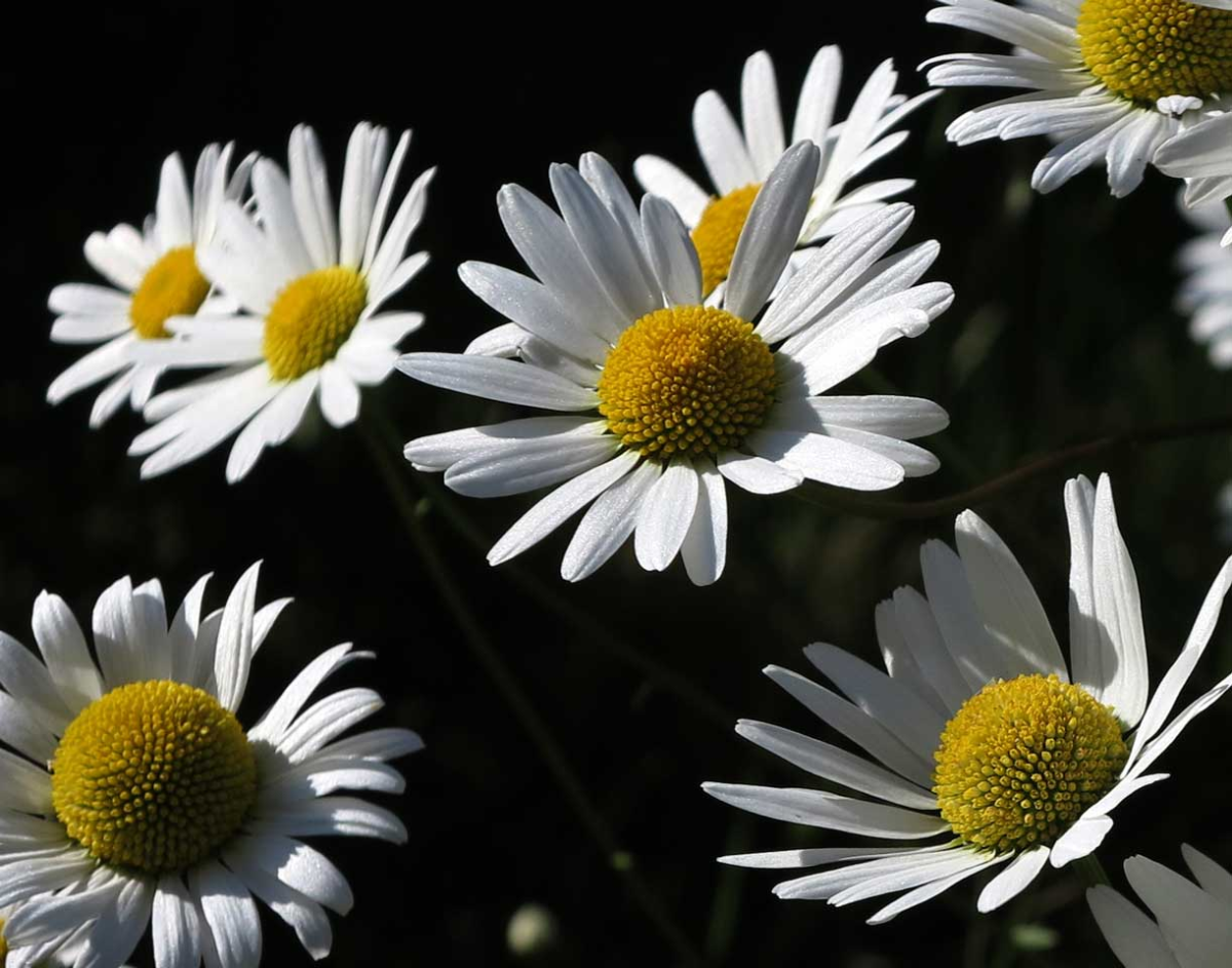 daisy