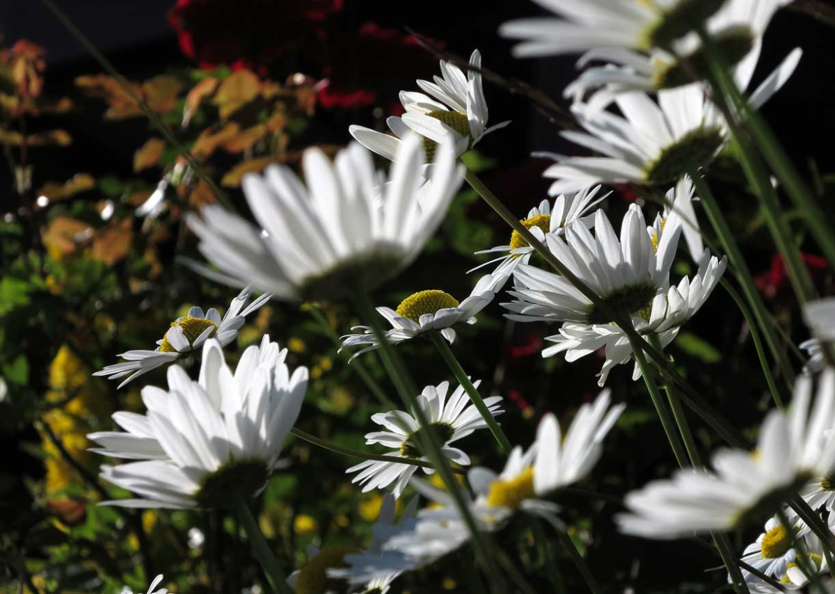 common daisy