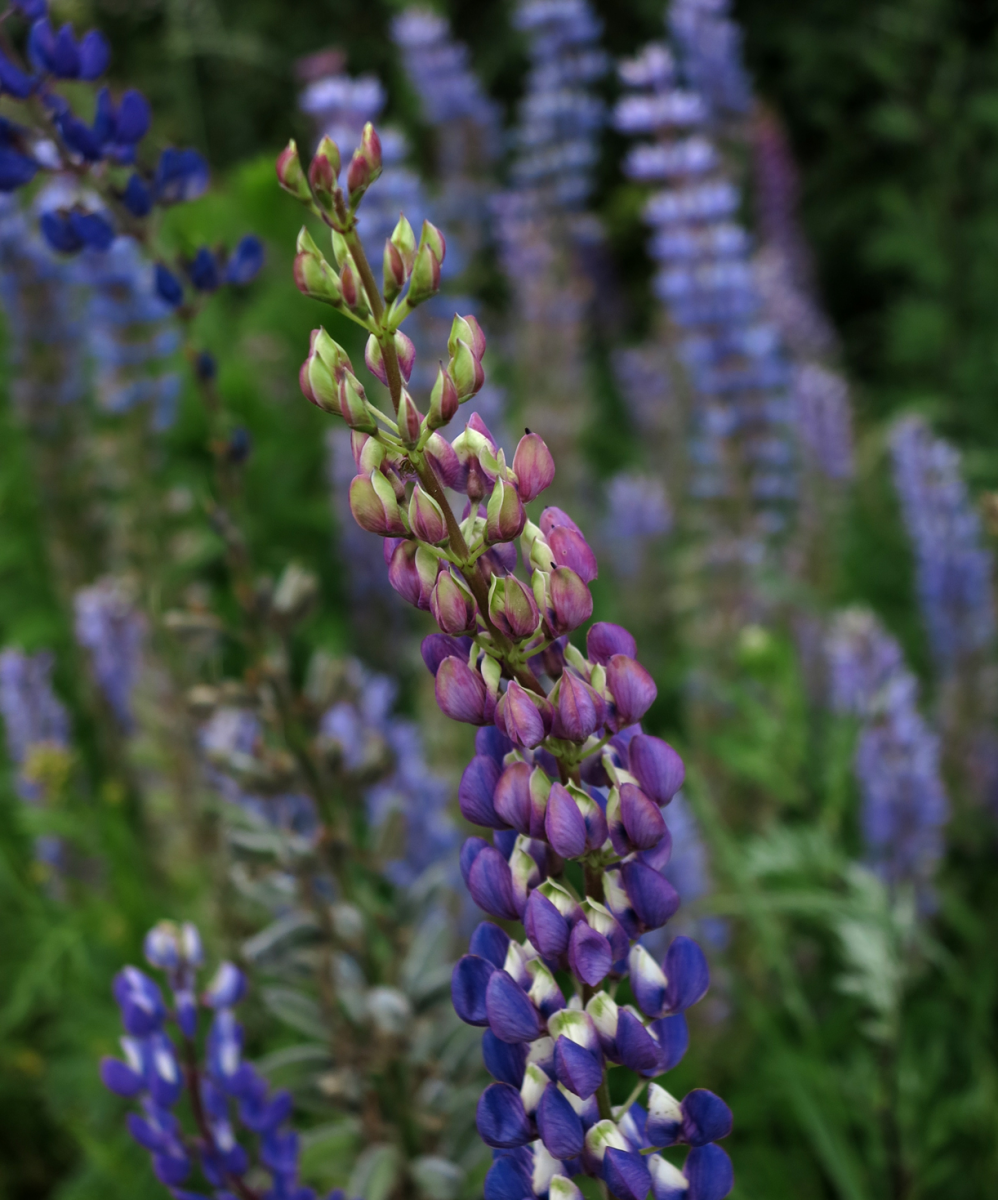 lupine