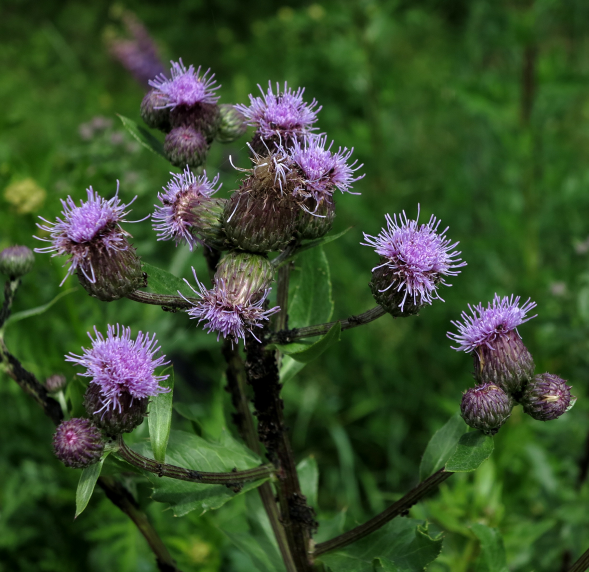 thistle