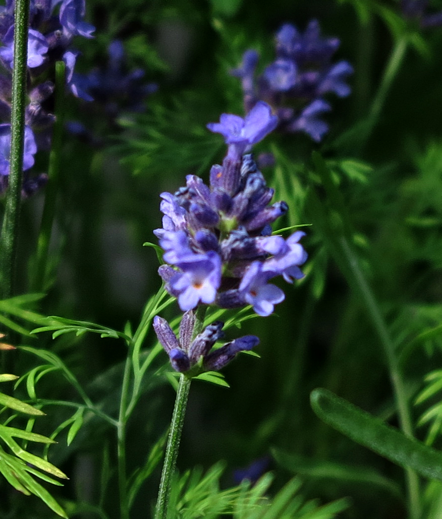 lavender