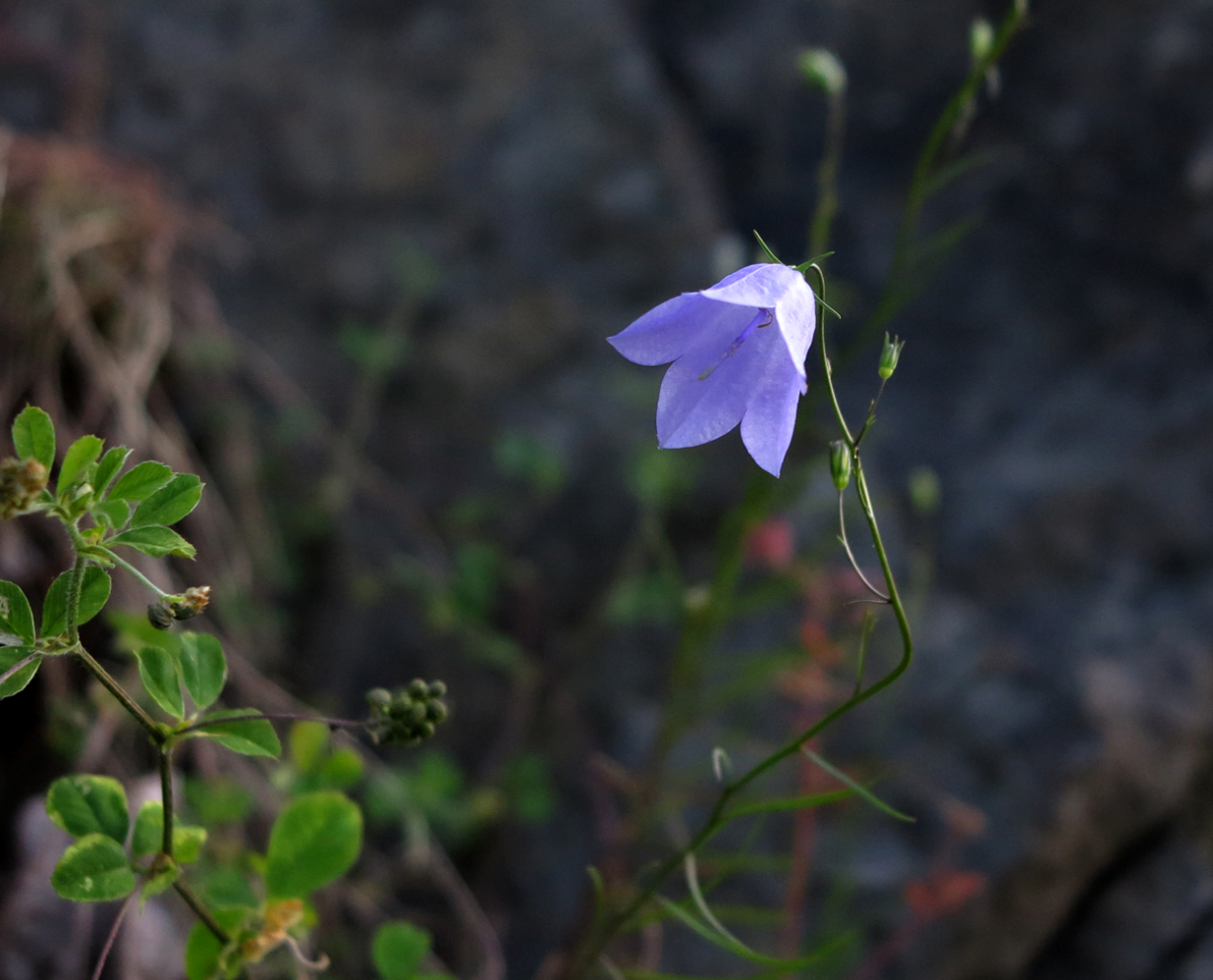 harebell 