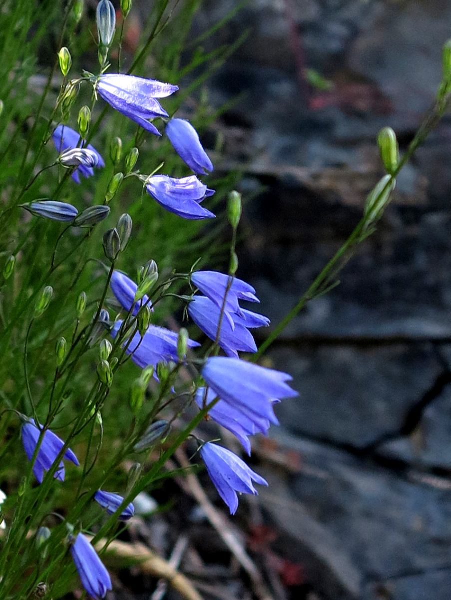 harebell