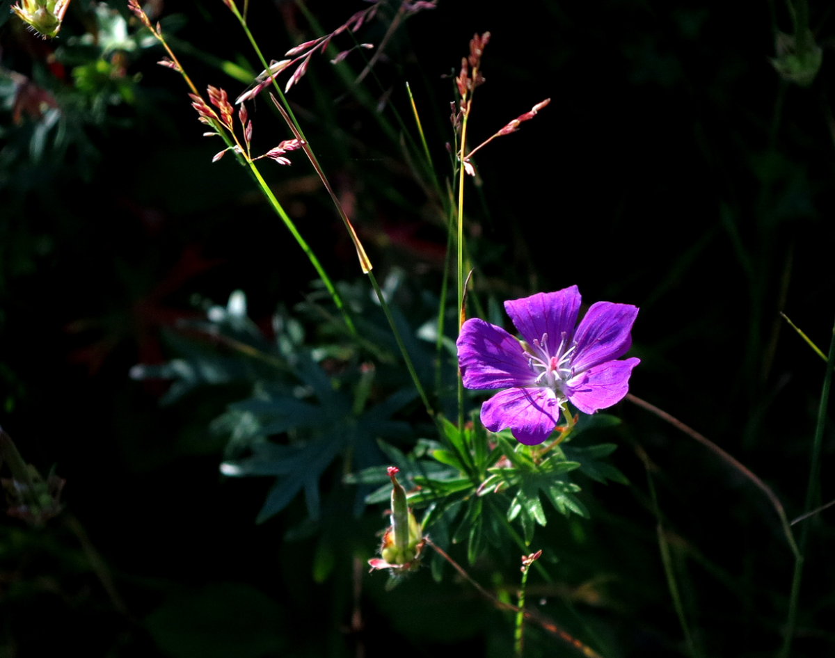 geranium