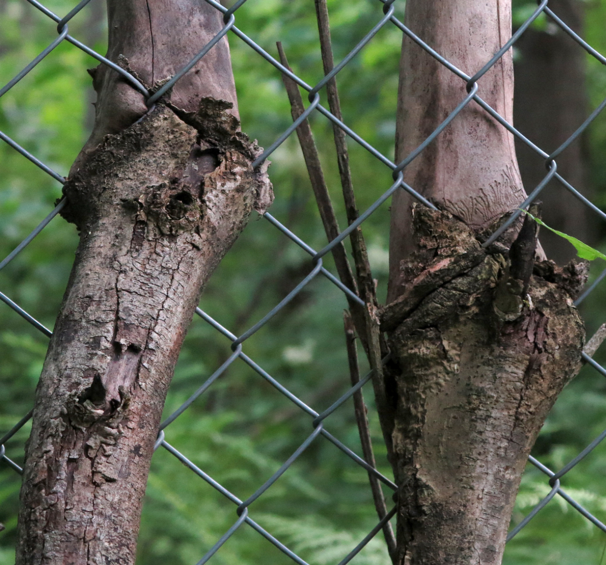 trees and fence