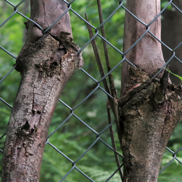 trees and fence