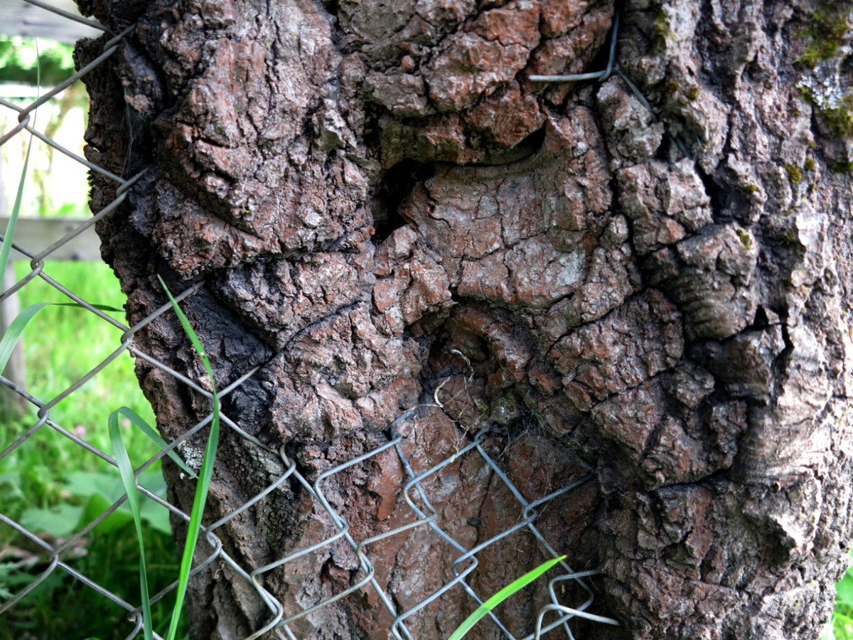 tree and fence