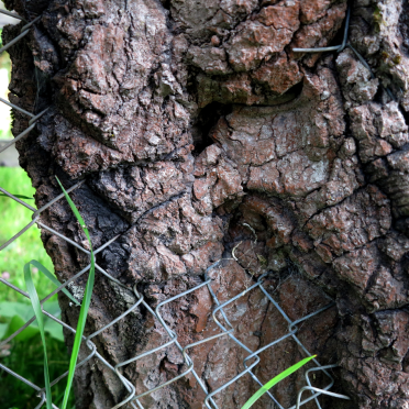 tree and fence