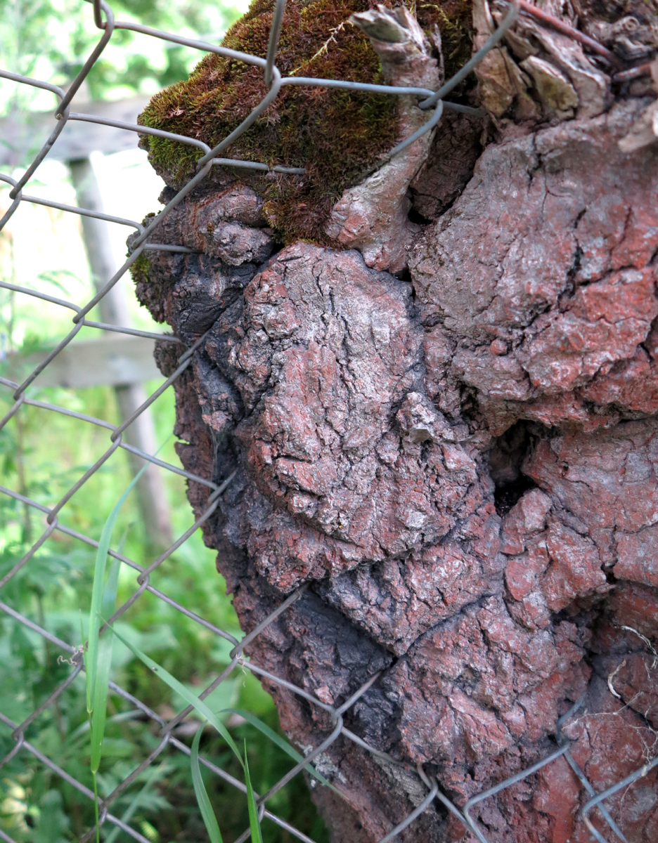 tree and fence