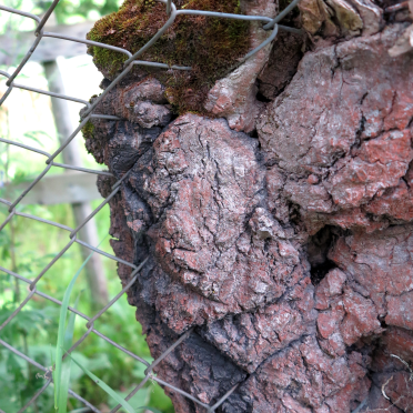tree and fence