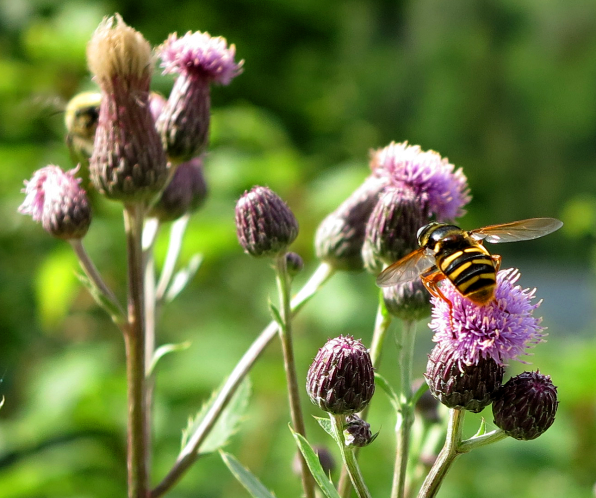 thistles 