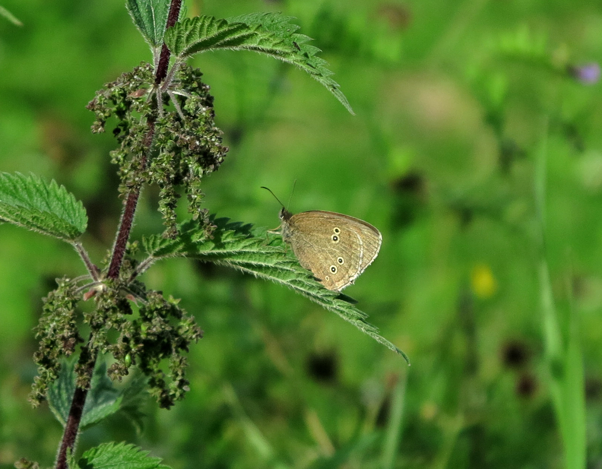 butterfly