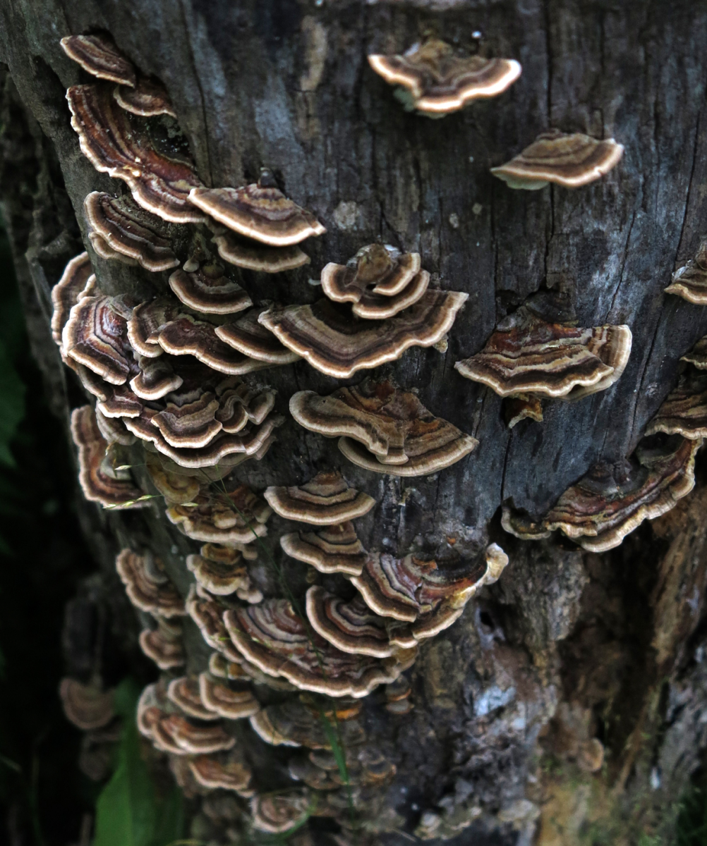 bracket fungi