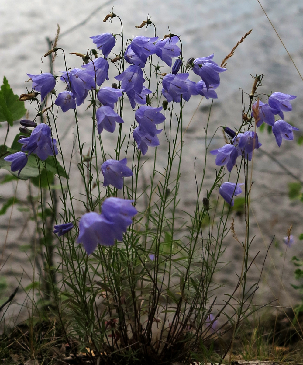 harebells