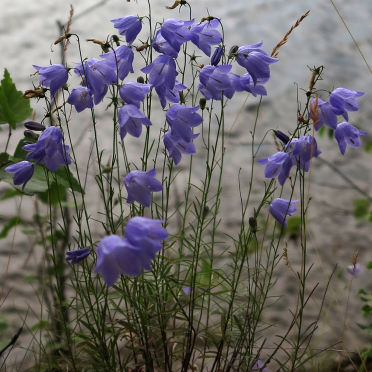 harebells