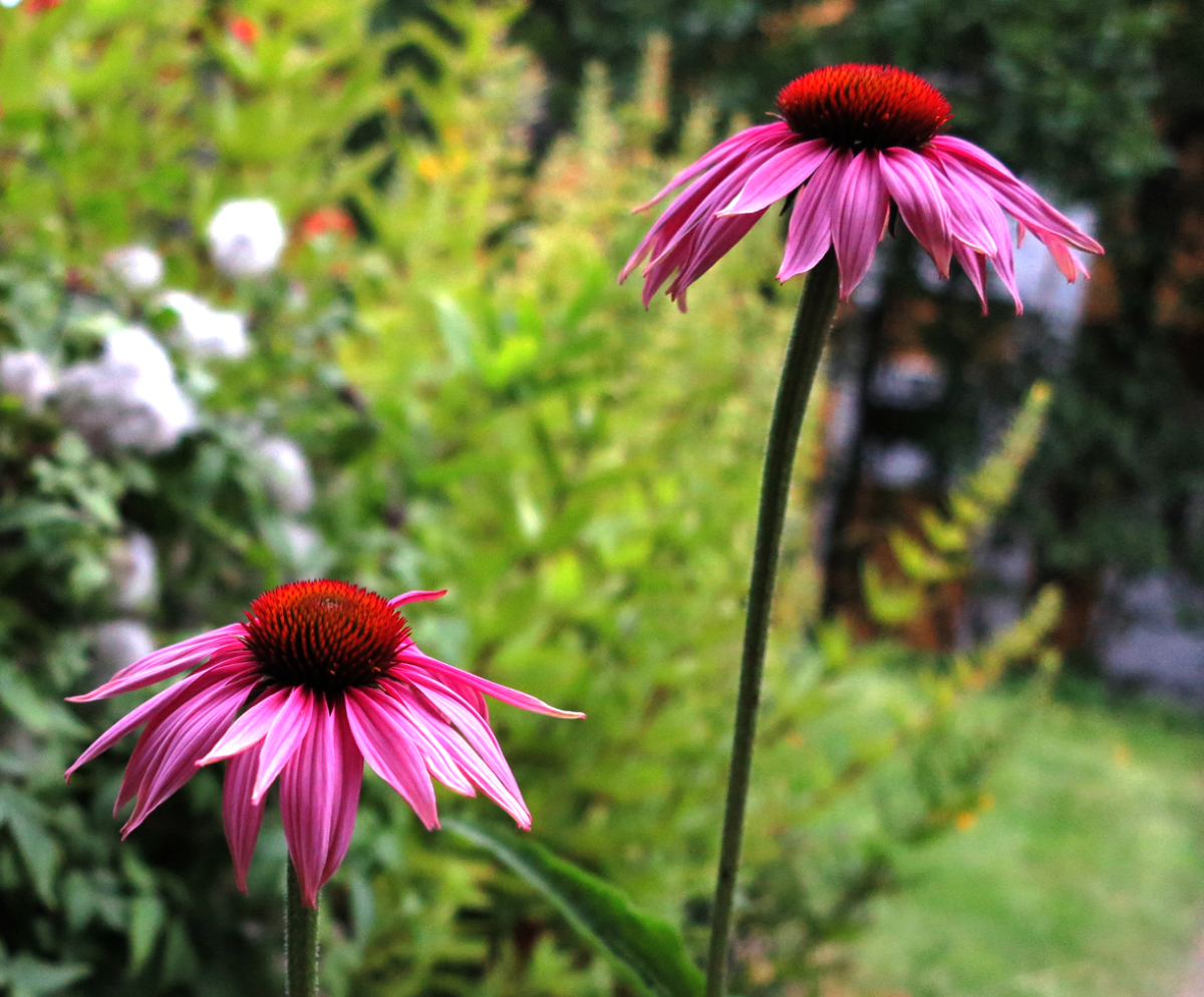 echinacea 