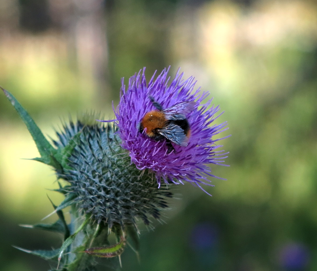 bumble bee on thistle