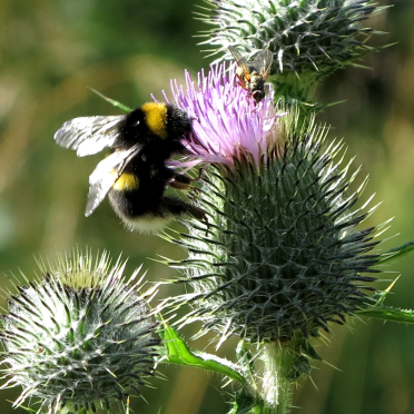 bumble bee on thistle