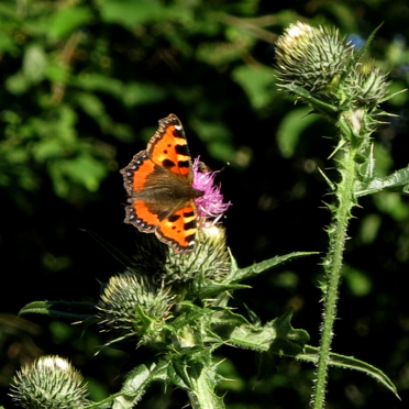 small tortoiseshell 