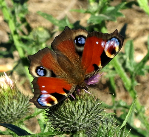 european peacock butterfly,