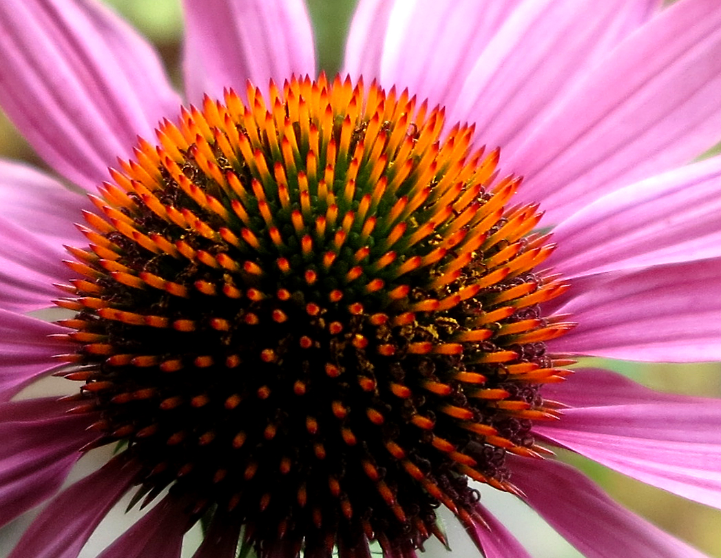 echinacea 