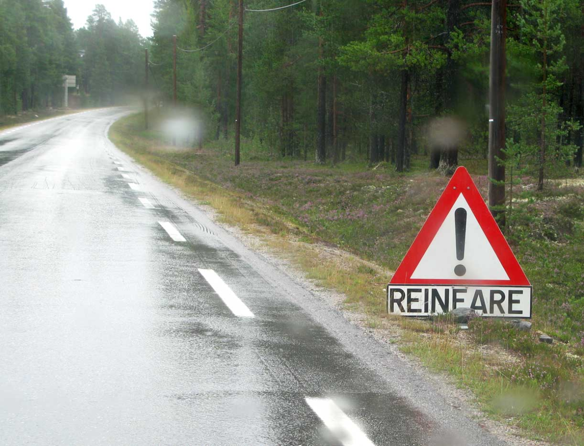 reindeer warning